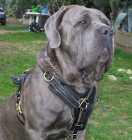Padded Cest Dog Harness-LARGE Leather Dog Harness for Mastiff