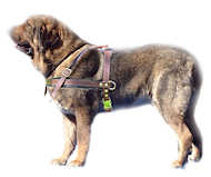 Tracking/PullingLeather Dog Harness For Spanish Mastiff