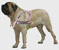 Old English Mastiff Tracking/Pulling Leather Dog Harness