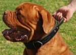 French Mastiff 2 ply leather agitation dog collar with handle