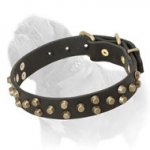 Impressive Mastiff Dog Collar with Brass Studs