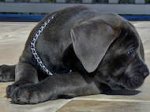 Choke Dog Collar-Mastiff Choke Chain Dog Collar Big Sizes