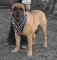 English Mastiff Spike leather dog harness / large harness