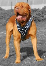 French Mastiff Spiked leather dog harness - Dogue De Bordeaux