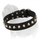 'Mighty King' Mastiff Dog Collar