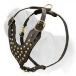 Studded Leather Canine Harness for Mastiff Breed Dogs Walking and Training