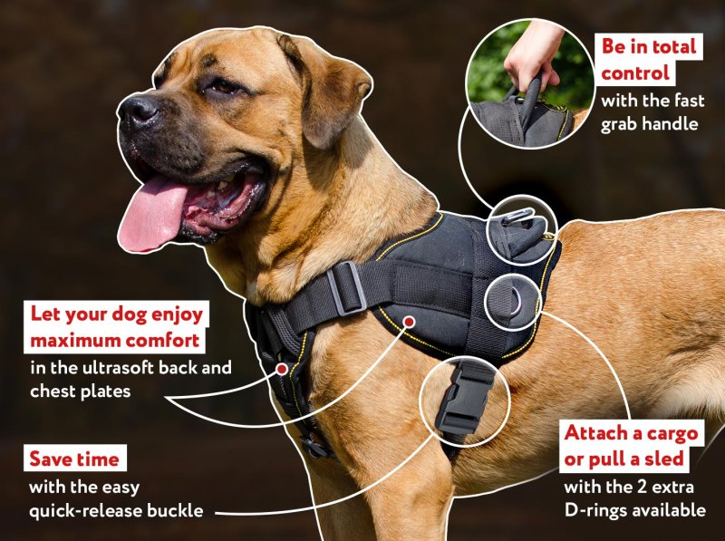 Pitbull Leather Dog Harness for Tracking, Training, Walking