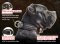 Braided Leather dog collar for CAne Corso Mastiff -custom collar