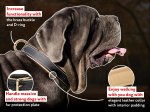 Nappa Padded Leather Dog Collar for Mastiff Training and Walking