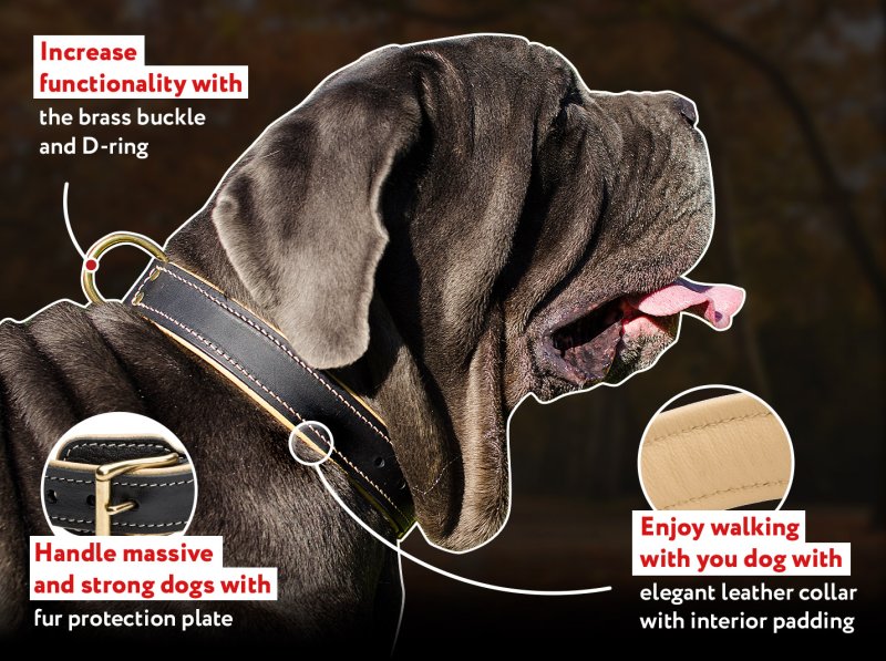 Shock collar for best sale mastiff