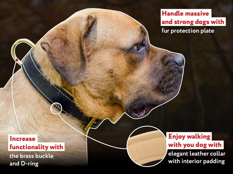 Riveted Leather Dog Collar for Mastiff - Click Image to Close