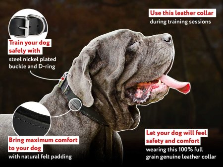 Genuine Leather Dog Collar Padded with Natural Felt for Mastiff Breed Training and Walking