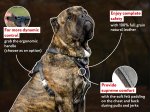 True Leather Mastiff Agitation Harness with Extremely Soft Chest