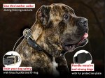 Designer Leather Canine Collar with Decorative Braid for Mastiff Walking and Training
