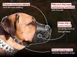 Gorgeous and Very Practical Leather Dog Muzzle for Active Mastiff Dogs