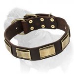 'Julius Caesar' Mastiff Dog Collar with Large Brass Plates