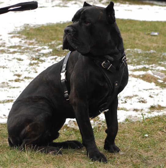 mastiff dog harness