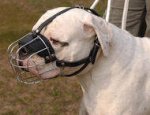 Argentinian Mastiff Wire Basket dog muzzle