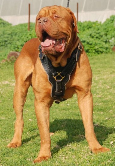 mastiff dog harness