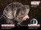Leather dog collar for Mastiff with free id tag