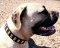 Bullmastiff Leather Dog Collar -Gorgeous Wide Collar With Plates