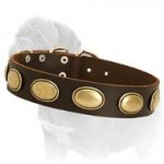 Walking Leather Dog Collar with Vintage Oval Plates of Gold Color