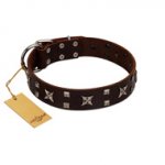 "Bigwig Woof" FDT Artisan Brown Leather Mastiff Collar with Chrome Plated Stars and Square Studs