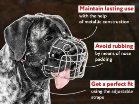 Mastiff store shop