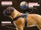 Alpine Mastiff Nylon multi-purpose Big Dog Harness for Tracking