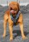 French Mastiff Spiked leather dog harness - Dogue De Bordeaux