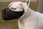 Leather dog muzzle "Dondi"-plus style Argentinian Mastiff