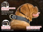 French Mastiff Handmade big Leather Dog Collar-custom dog collar