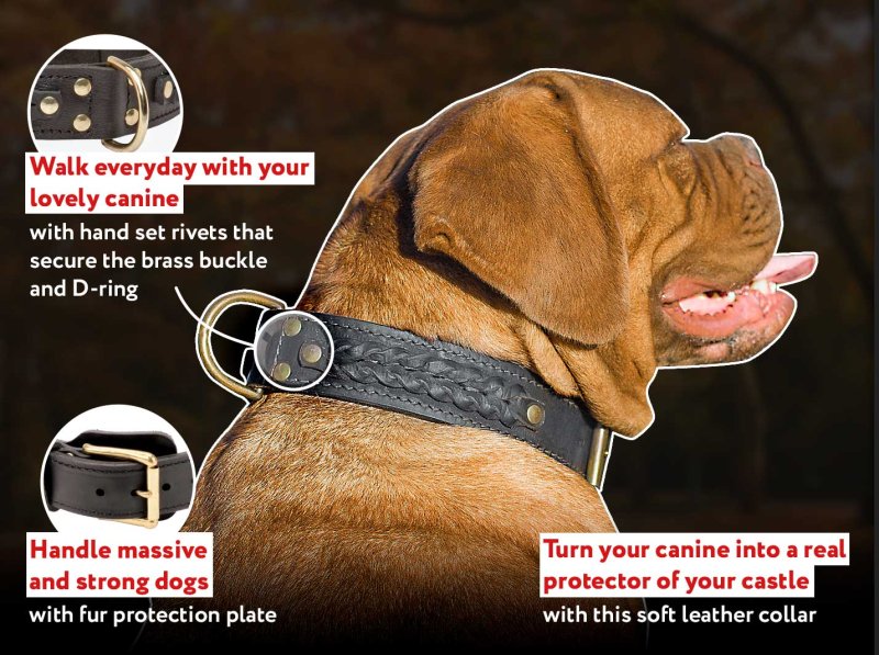 Custom mastiff collars sale