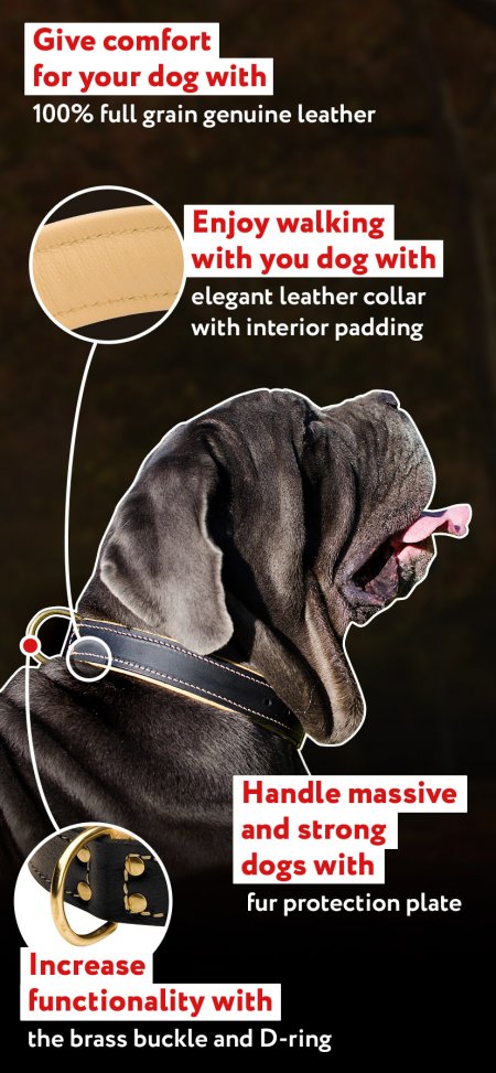dog collar buy