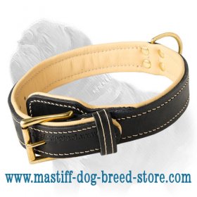Nappa Padded Leather Dog Collar for Mastiff Training and Walking