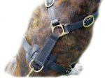 Ultimate Tracking Harness for Mastiff