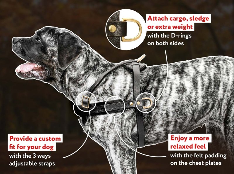 English Mastiff Tracking/PullingLeather Dog Harness