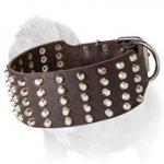 Strong Wide Mastiff Dog Collar with Nickel-Plated Studs