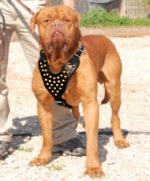 French Mastiff Studded Walking dog harness-handmade harness