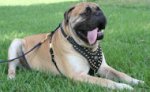 Royal Dog Harness - Exclusive Design Studded Leather Harness