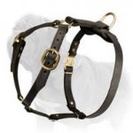 Fantastic Light Weight Leather Mastiff Harness
