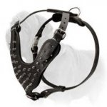 Top Notch Leather Mastiff Harness with Gorgeous Silvery Spikes