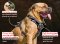 Exclusive Mastiff Leather Harness with Gold Color Fittings for Lots of Activities