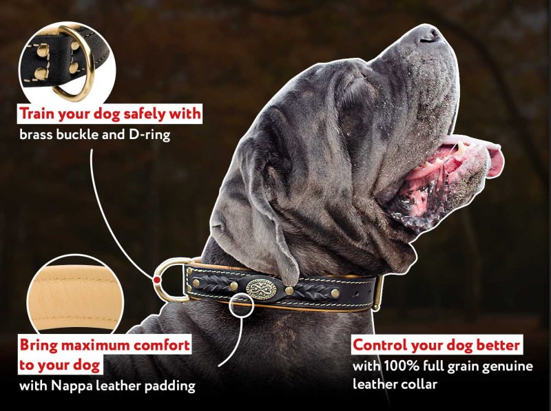 Nappa Padded Mastiff Dog Collar with Handset Leather Braids