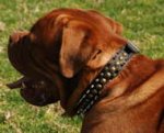 French Mastiff Leather Spiked and Studded Dog Colla - 3 Rows