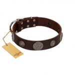 "Flashy Woof" FDT Artisan Brown Leather Mastiff Collar with Chrome Plated Brooches