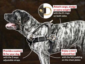 Mastiff Pulling/Tracking Leather Dog Harness