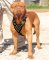 French Mastiff Studded Walking dog harness-handmade harness