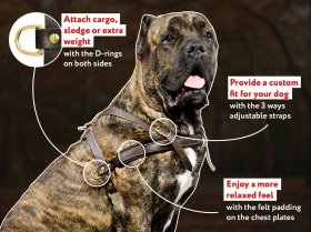 Tracking/PullingLeather Dog Harness For Cane Corso Mastiff