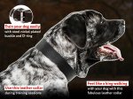 Practical and Comfortable Leather Mastiff Collar